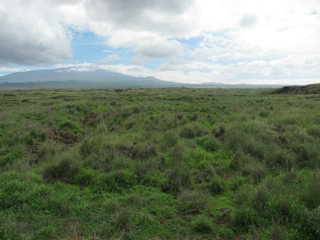 Grassy field with mountain and clouds in background.
