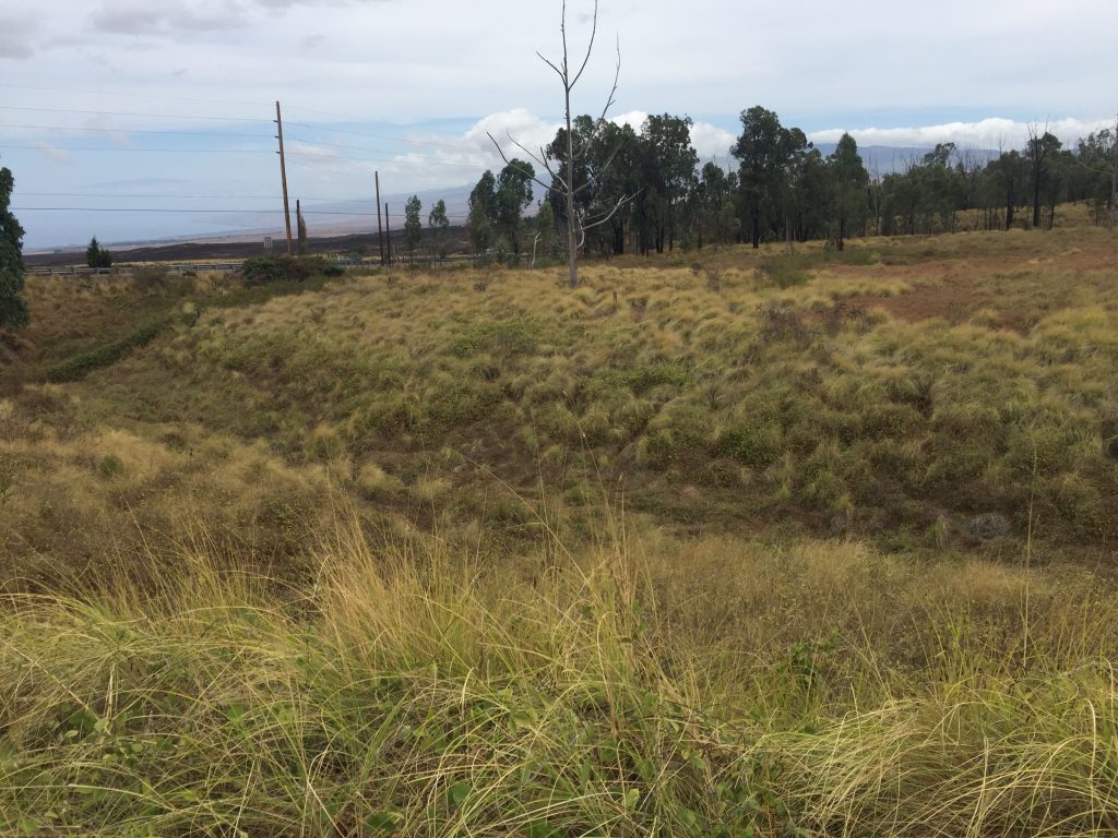 Grassy ravine with trees in background.