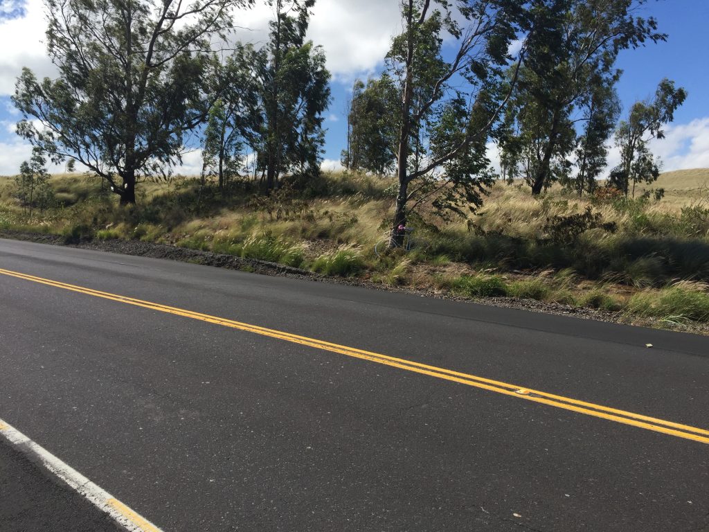 Group of trees adjacent to two-lane road.