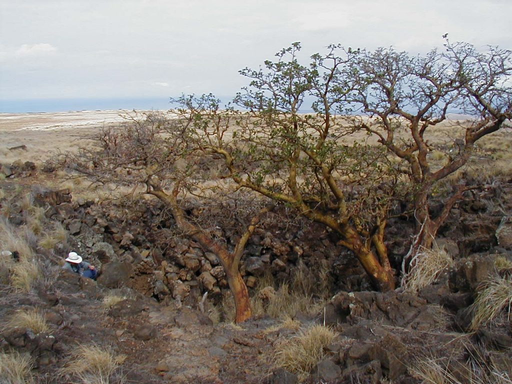 Person sitting near large woody trees surrounded by boulders.
